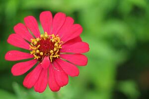 rosa zinnia fiore germoglio nel macro sparo. creativo giardinaggio Immagine con selettivo messa a fuoco e buio sfocata sfondo. foto