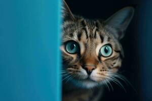 curioso gatto sbirciando a partire dal dietro a un' angolo su blu sfondo con copia spazio foto