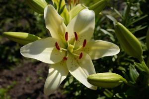 fiore di giglio bianco con pistilli e stami in giardino foto