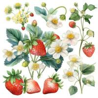 delicato acquerello clipart di fragole e fiori su bianca sfondo foto