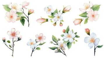 brunei fiori collezione acquerello impostato su un' pulito bianca sfondo con acuto Linee nel un' centrato Visualizza Perfetto per floreale design progetti generativo ai foto