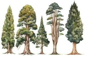 cedro albero foresta acquerello collezione generativo ai foto