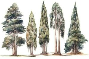 disegnato a mano acquerello cipresso alberi collezione un' foresta di cipresso alberi imballare generativo ai foto