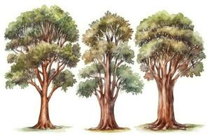 mogano albero foresta collezione disegnato a mano acquerello alberi generativo ai foto