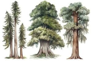 disegnato a mano acquerello sequoia alberi collezione impostato di sequoia alberi nel un' foresta generativo ai foto