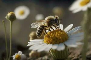 occupato miele ape raccolta nettare a partire dal camomilla fiore ai generato foto