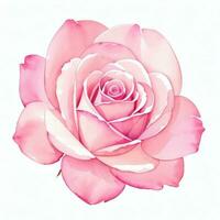 rosa acquerello Rose clipart foto