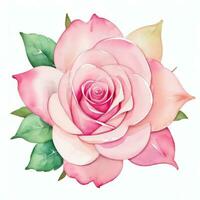 rosa acquerello Rose clipart foto