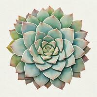 acquerello succulente clipart foto