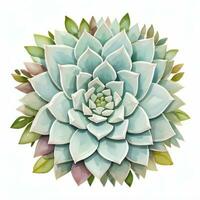 acquerello succulente clipart foto