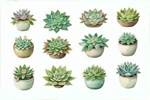 acquerello succulente clipart foto