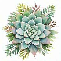 acquerello succulente clipart foto