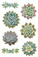 acquerello succulente clipart foto