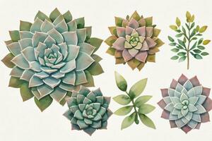 acquerello succulente clipart foto