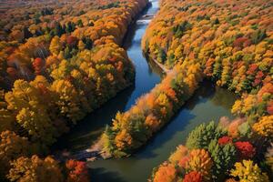 foto di il autunno foresta fuco Visualizza