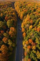 foto di il autunno foresta fuco Visualizza