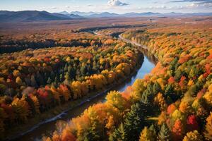 foto di il autunno foresta fuco Visualizza