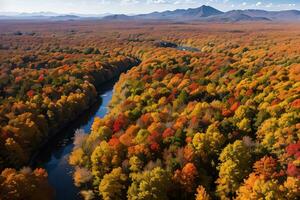 foto di il autunno foresta fuco Visualizza
