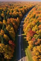 foto di il autunno foresta fuco Visualizza