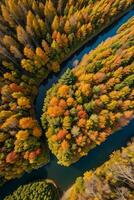 foto di il autunno foresta fuco Visualizza