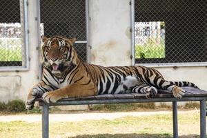 tigre nello zoo foto