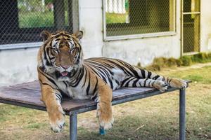 tigre nello zoo foto