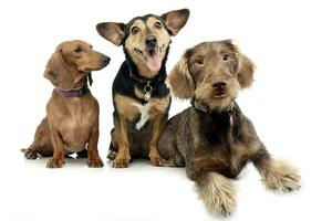 studio tiro di Due adorabile bassotto e un' misto razza cane foto