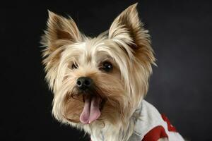 contento yorky sorridente nel un' buio studio foto