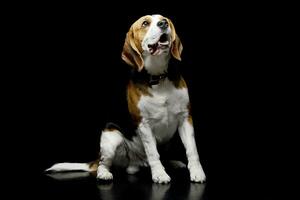 studio tiro di un adorabile beagle foto