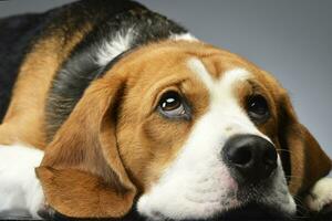 studio tiro di un adorabile beagle foto