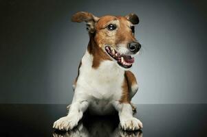 studio tiro di un adorabile Jack russell terrier foto