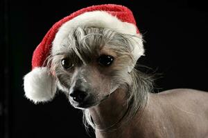 Cinese crestato cane vestito su Santa Claus nel buio studio foto