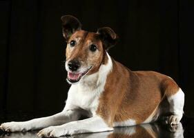 Jack russell terrier guardare nel un' nero studio foto