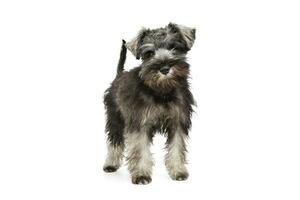 studio tiro di un adorabile schnauzer sale e papper cucciolo in piedi e guardare curiosamente a il telecamera foto