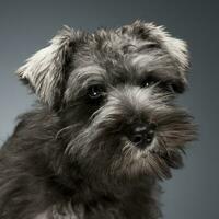 schnauzer cucciolo ritratto nel un' buio studio sfondo foto