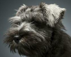 schnauzer cucciolo ritratto nel un' buio studio sfondo foto