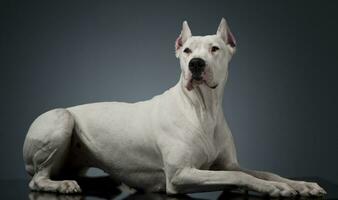 argentino cane dire bugie su il studio tavolo foto