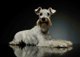 studio tiro di un adorabile schnauzer foto