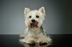 studio tiro di un adorabile ovest montanaro bianca terrier westie foto