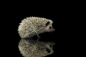 studio tiro di un adorabile africano bianca- panciuto riccio in piedi su nero sfondo foto