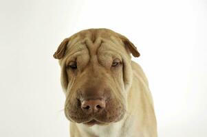 ritratto di un adorabile shar pei guardare curiosamente a il telecamera foto