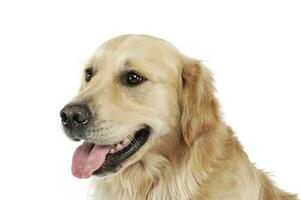 ritratto di un adorabile d'oro cane da riporto guardare soddisfatto foto