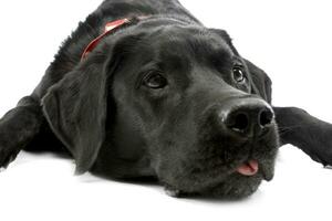 studio tiro di un adorabile misto razza cane foto