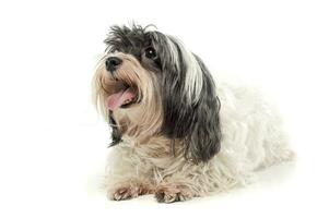 studio tiro di un adorabile havanese guardare su curiosamente foto