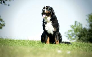 molto simpatico bernese montagna cane nel il parco foto