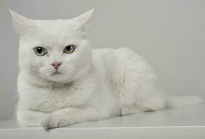 studio tiro di un adorabile domestico gatto dire bugie su grigio sfondo foto