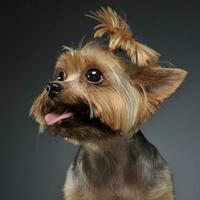 yorkshire terrier ritratto nel un' laureato grigio sfondo con Aperto bocca foto