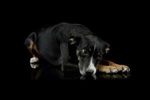 studio tiro di un' bello misto razza cane foto