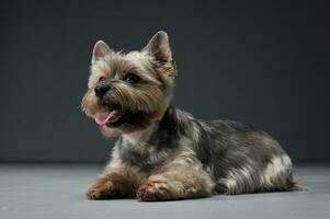 studio tiro di un adorabile yorkshire terrier guardare soddisfatto foto