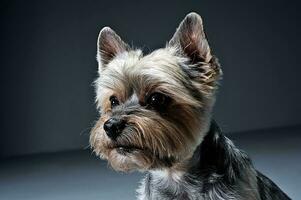 yorkshire terrier ritratto nel un' buio studio foto